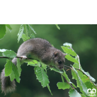 راسته جوندگان ORDER RODENTIA